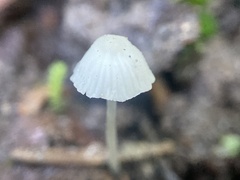 Hemimycena