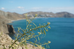 Cleome ornithopodioides