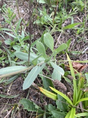 Gaillardia