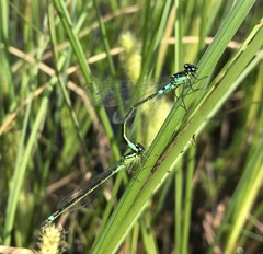 Coenagrion armatum