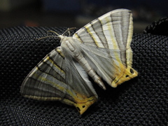 Phrygionis platinata