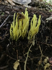 Clavariaceae