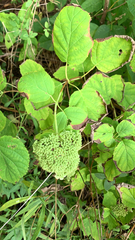 Hydrangea arborescens