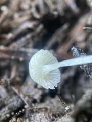 Hemimycena