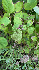 Hydrangea arborescens