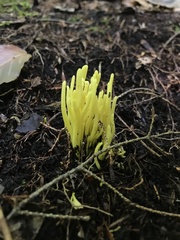 Clavariaceae