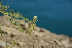 Cleome ornithopodioides