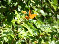 Dryas iulia