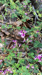 Lespedeza procumbens