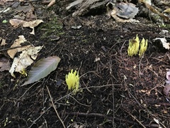 Clavariaceae