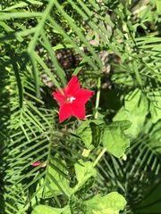Ipomoea quamoclit