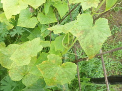 Pseudoperonospora cubensis