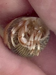 Pagurus bernhardus
