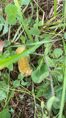 Phaegopterina