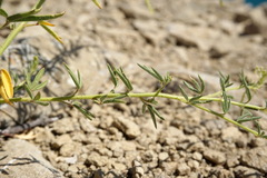 Cleome ornithopodioides