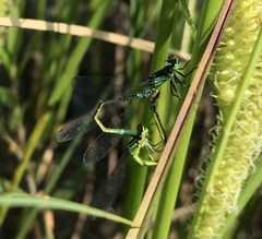 Coenagrion armatum