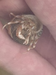 Pagurus bernhardus