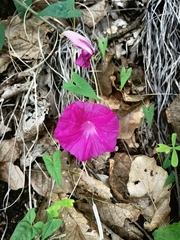Ipomoea elongata