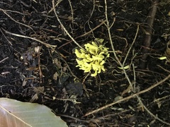 Clavariaceae