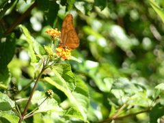 Dryas iulia