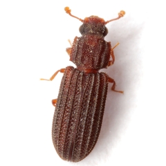 Bitoma quadricollis