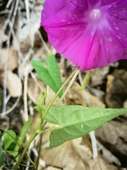 Ipomoea elongata