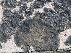 Lecanoromycetes