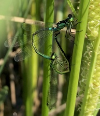 Coenagrion armatum