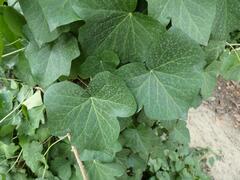 Hedera crebrescens