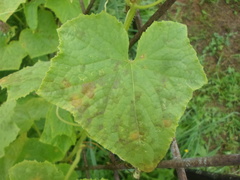 Pseudoperonospora cubensis