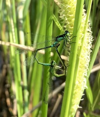 Coenagrion armatum