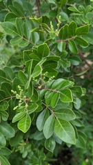 Rhus virens