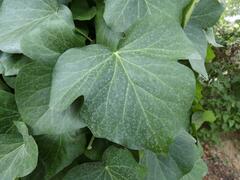 Hedera crebrescens