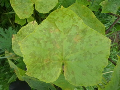 Pseudoperonospora cubensis