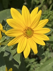 Helianthus strumosus