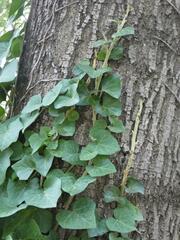 Hedera crebrescens