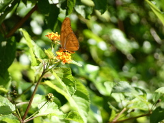 Dryas iulia