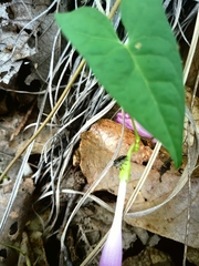 Ipomoea elongata