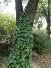 Hedera crebrescens
