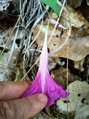 Ipomoea elongata