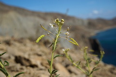 Cleome ornithopodioides