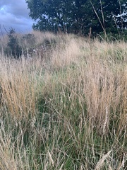 Arrhenatherum elatius