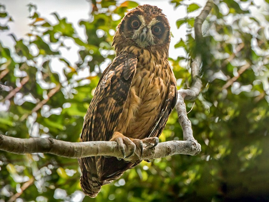 Fearful Owl illustration