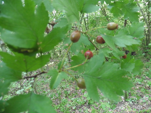 Image of Crataegus rhipidophylla by no rights reserved