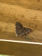 Idia diminuendis