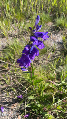 Penstemon strictus