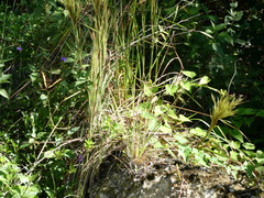 Heraclides andraemon