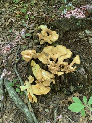 Laetiporus cincinnatus