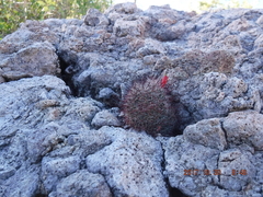 Mammillaria