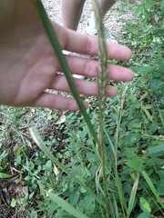 Elymus virginicus